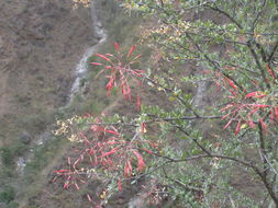 Image of Fouquieria macdougalii Nash