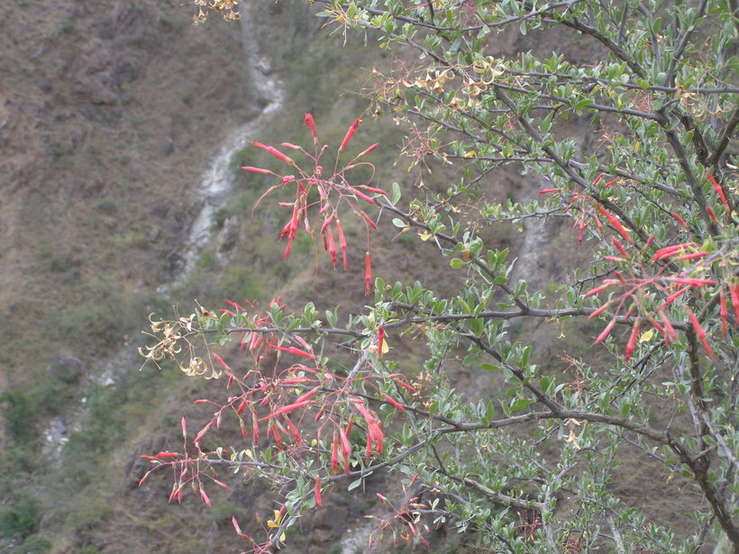 Image of Fouquieria macdougalii Nash