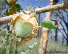 Sivun Fremontodendron californicum (Torr.) Coult. kuva