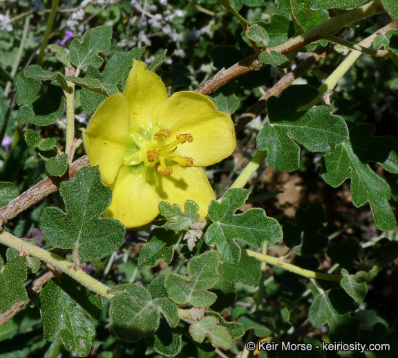 Sivun Fremontodendron californicum (Torr.) Coult. kuva