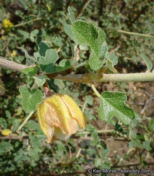 Sivun Fremontodendron californicum (Torr.) Coult. kuva