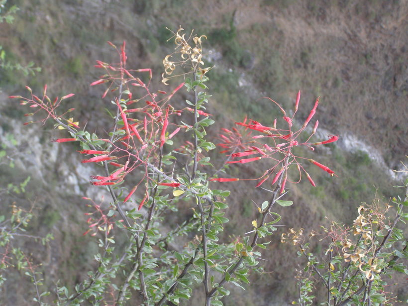 Image of Fouquieria macdougalii Nash