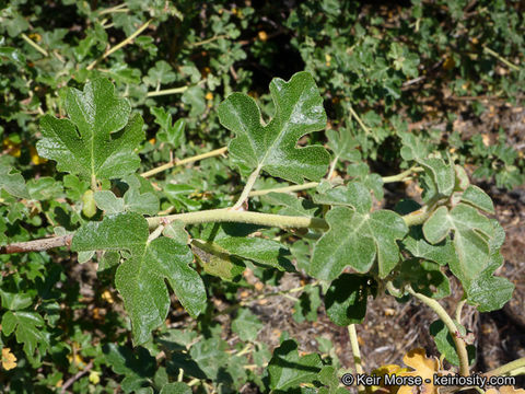 Sivun Fremontodendron californicum (Torr.) Coult. kuva