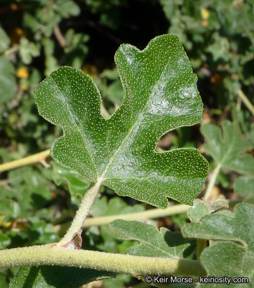 Sivun Fremontodendron californicum (Torr.) Coult. kuva