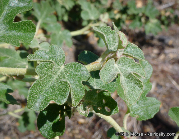 Image of California flannelbush