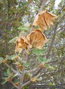 Image of California flannelbush