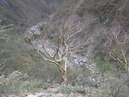 Image of Bursera lancifolia (Schltdl.) Engl.