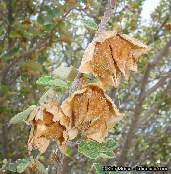 Sivun Fremontodendron californicum (Torr.) Coult. kuva