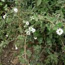 Image de Lantana achyranthifolia Desf.