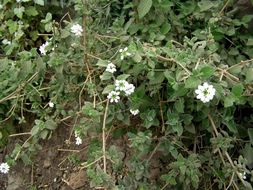 Image of brushland shrubverbena