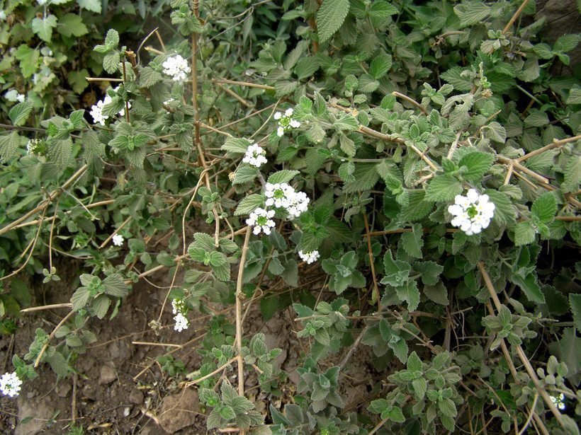 Sivun Lantana achyranthifolia Desf. kuva