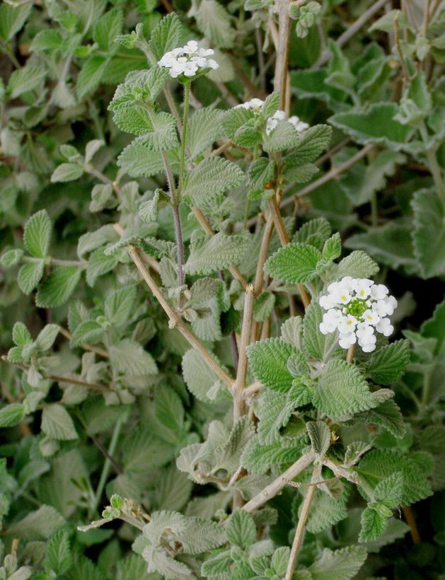 Image of brushland shrubverbena