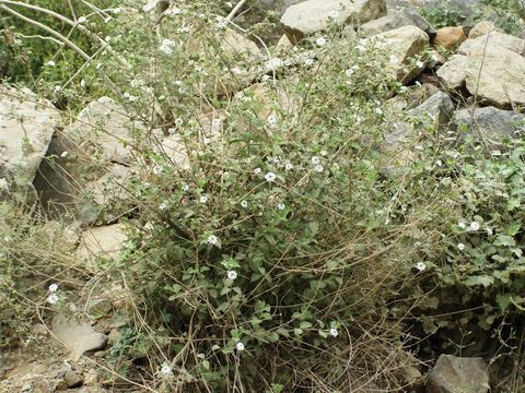 Image of brushland shrubverbena