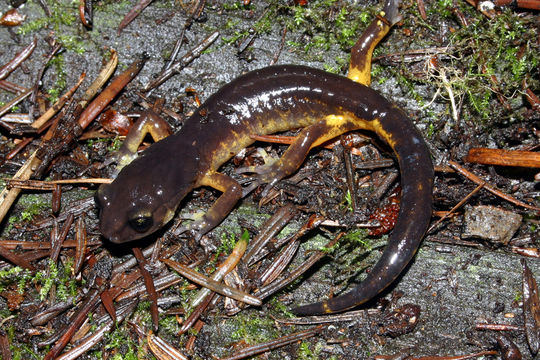 Image of Common Ensatina