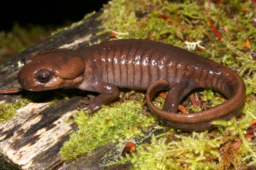 Image of Northwestern Salamander