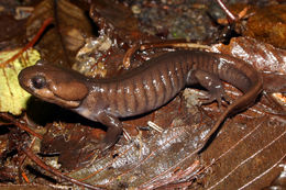 Image of Northwestern Salamander