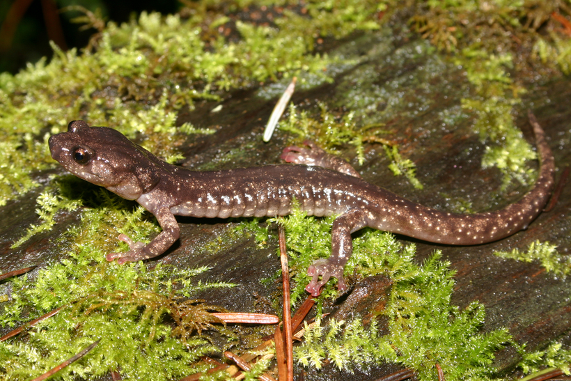 Image of Wandering Salamander