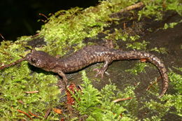 Image of Wandering Salamander