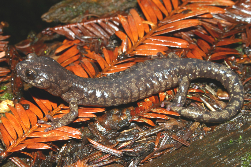 Image of Wandering Salamander