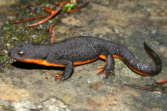 Image of Rough-skinned Newt