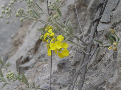 Sivun Callaeum macropterum (DC.) D. M. Johnson kuva