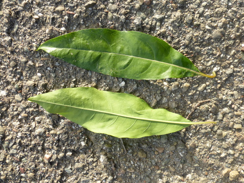 Слика од Nuxia floribunda Benth.