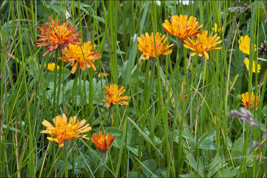 Crepis aurea (L.) Cass. resmi