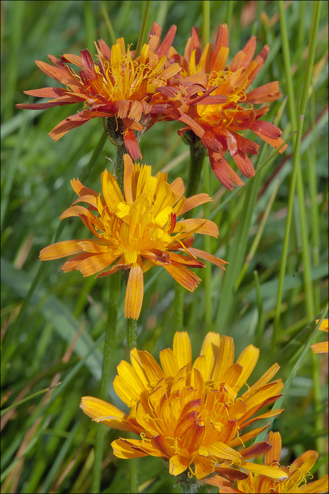 صورة Crepis aurea (L.) Cass.