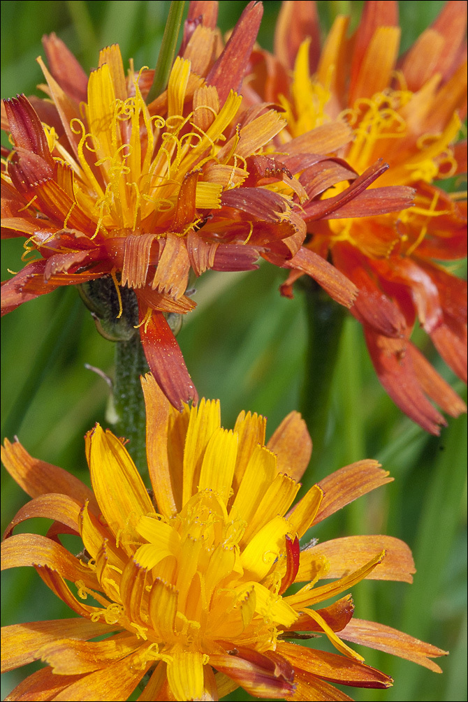 صورة Crepis aurea (L.) Cass.