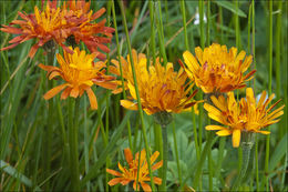 صورة Crepis aurea (L.) Cass.