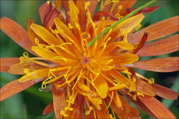 صورة Crepis aurea (L.) Cass.