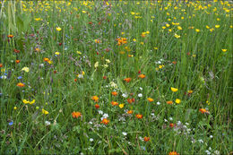 صورة Crepis aurea (L.) Cass.