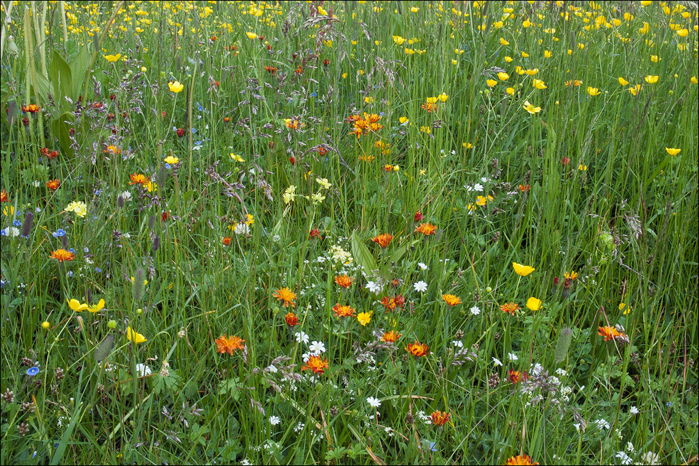 صورة Crepis aurea (L.) Cass.