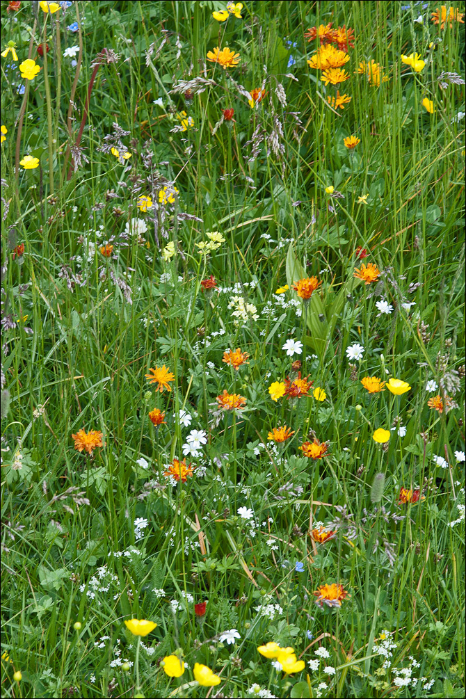 صورة Crepis aurea (L.) Cass.