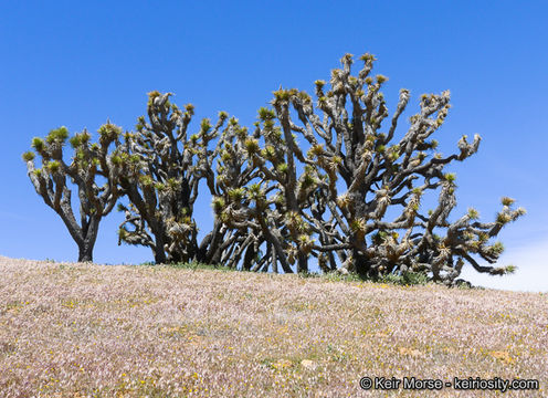 Image of Joshua tree