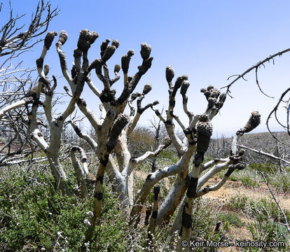 Image of Joshua tree