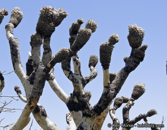 Image of Joshua tree