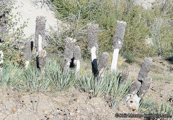 Image of Joshua tree