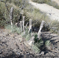 Image of Joshua tree