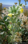 صورة <i>Cryptantha confertiflora</i>