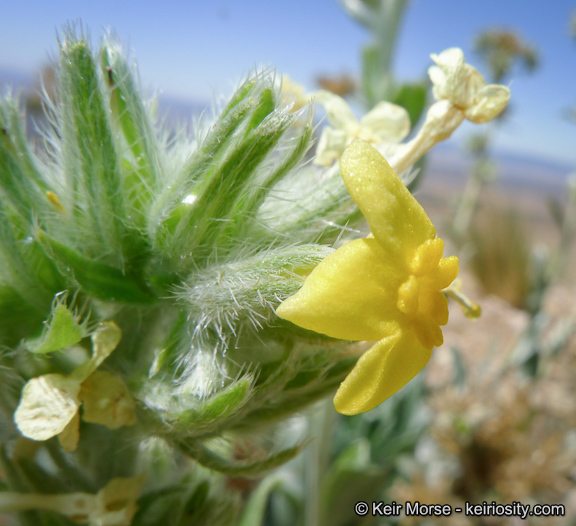 صورة <i>Cryptantha confertiflora</i>