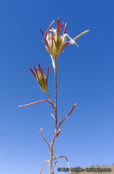 Imagem de Eriastrum signatum D. Gowen