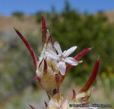 Image of marked woollystar