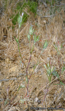 Imagem de Eriastrum signatum D. Gowen