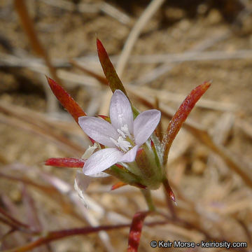 Imagem de Eriastrum signatum D. Gowen