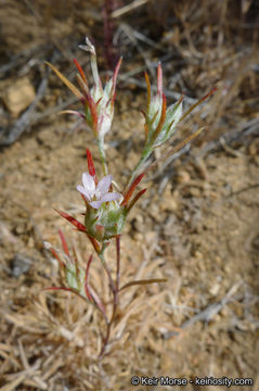 Image of marked woollystar