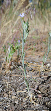 Imagem de Eriastrum signatum D. Gowen