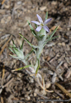 Image de Eriastrum signatum D. Gowen