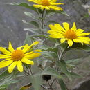 Image of Tithonia fruticosa Canby & J. N. Rose