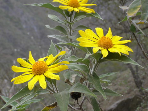 صورة Tithonia fruticosa Canby & J. N. Rose